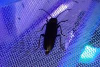 Arhopalus rusticus