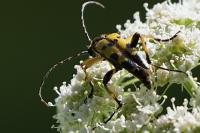 Rutpela maculata