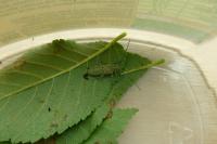 Saperda punctata