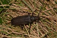Aegosoma scabricorne