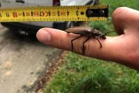 Aegosoma scabricorne