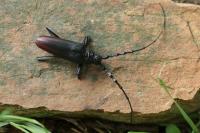 Cerambyx cerdo