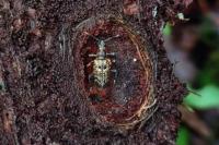 Rhagium inquisitor