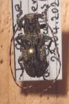 Mesosa nebulosa