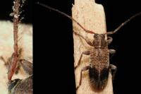 Exocentrus punctipennis