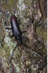 Cerambyx cerdo