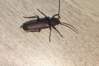 Arhopalus rusticus