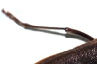 Arhopalus rusticus