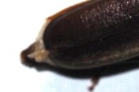 Arhopalus rusticus