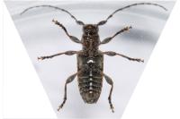 Pogonocherus caroli