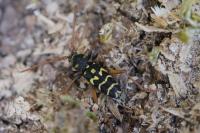 Plagionotus arcuatus