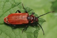 Pyrrhidium sanguineum