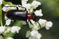 Dinoptera collaris