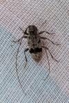 Leiopus femoratus