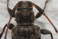 Leiopus femoratus