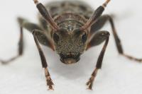 Leiopus femoratus