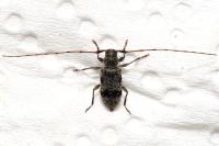 Leiopus femoratus