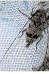 Leiopus femoratus