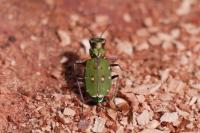 Cicindela campestris