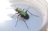 Cicindela campestris