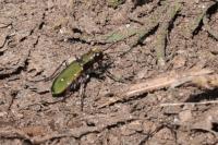 Cicindela campestris