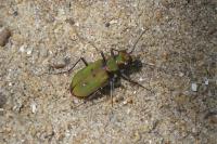 Cicindela campestris