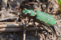Cicindela campestris