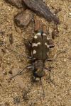 Cicindela hybrida