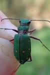 Cicindela campestris