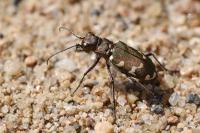 Cicindela hybrida
