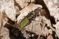 Cicindela campestris
