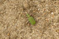 Cicindela campestris