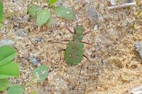 Cicindela campestris