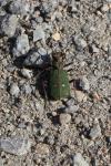 Cicindela campestris
