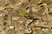Cicindela campestris