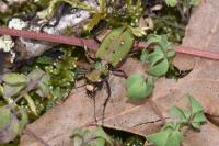 Cicindela campestris