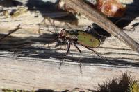 Cicindela campestris