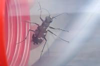 Cicindela hybrida
