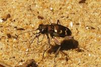 Cicindela hybrida