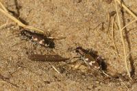 Cicindela hybrida