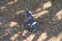 Calomera littoralis