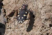 Calomera littoralis