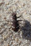 Cicindela hybrida