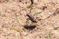 Cicindela hybrida