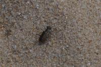 Cylindera trisignata