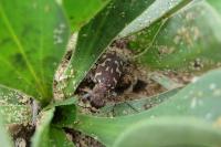 Lophyra flexuosa