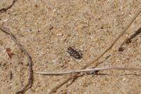 Lophyra flexuosa