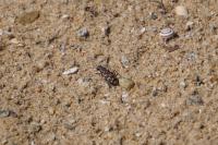 Lophyra flexuosa