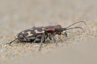 Lophyra flexuosa