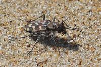 Lophyra flexuosa